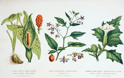 Almindelige giftige planter, ca. 1890 (farvestik) af English School